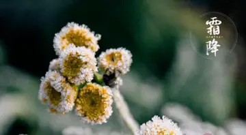 关于霜降的句子文案