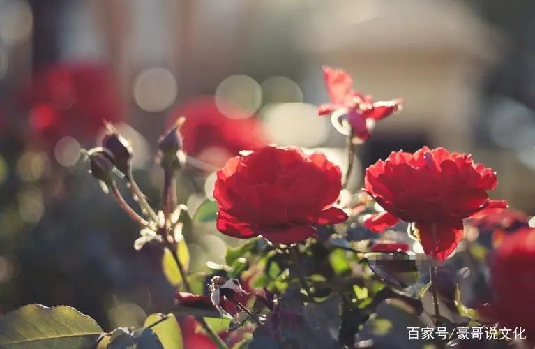 夸人比花美的句子文案