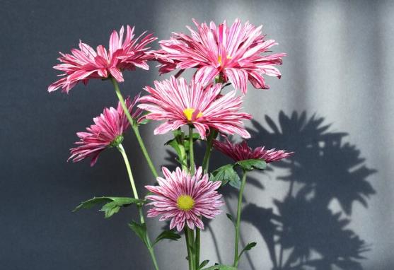 花店适合发朋友圈的句子文案