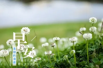 早晨的伤感句子文案发朋友圈