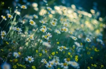 早安正能量心语配图