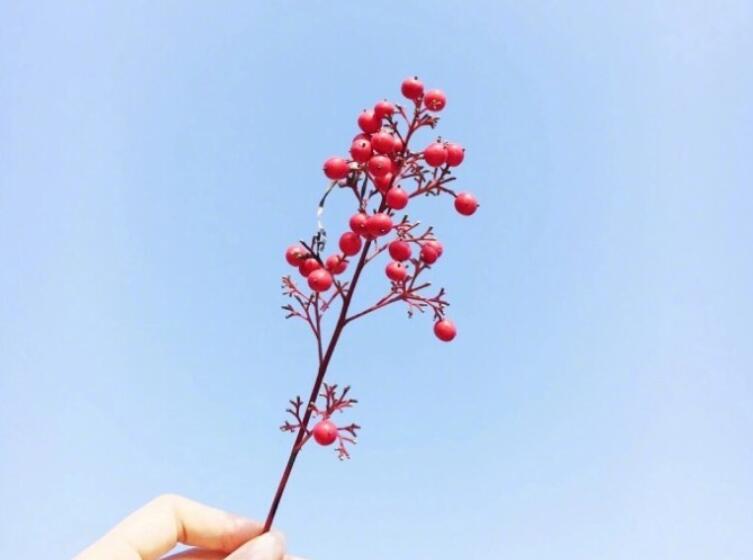 早上好的句子文案短语微信