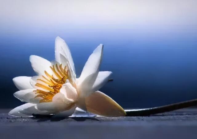 怀念逝者的诗句文案