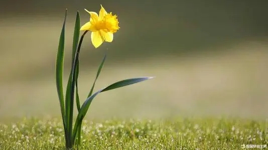 春天的景色写一段话