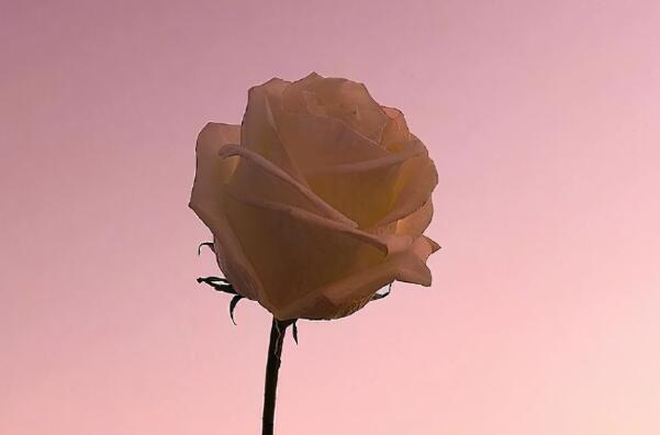 早安唯美句子文案