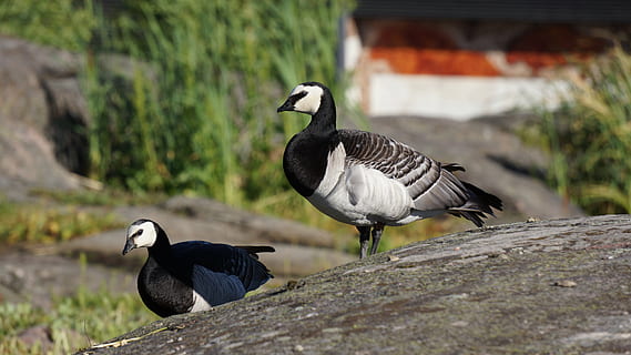 情人节简短祝福语