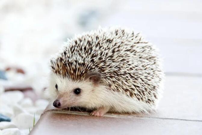 描写动物的好句文案