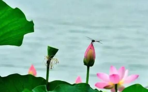 描写五月开头的最美的诗句文案