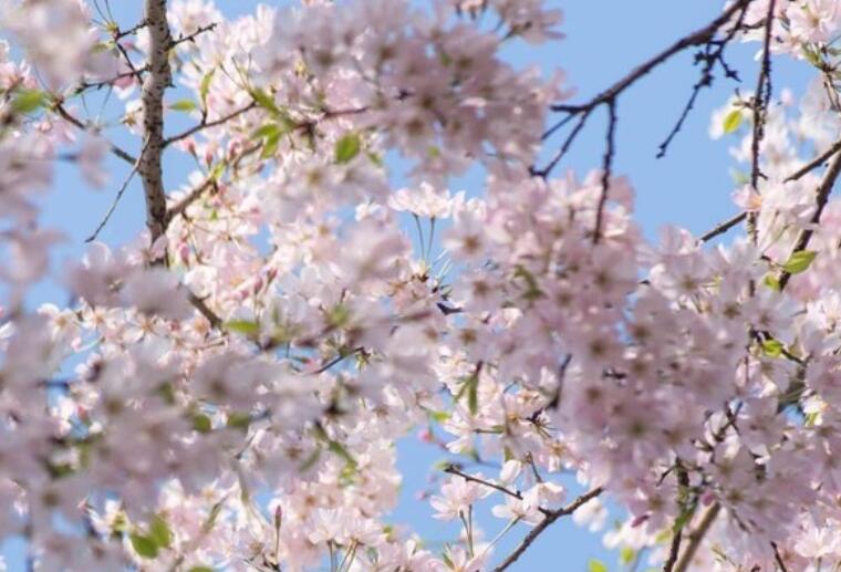 有关赞美樱花的诗句文案