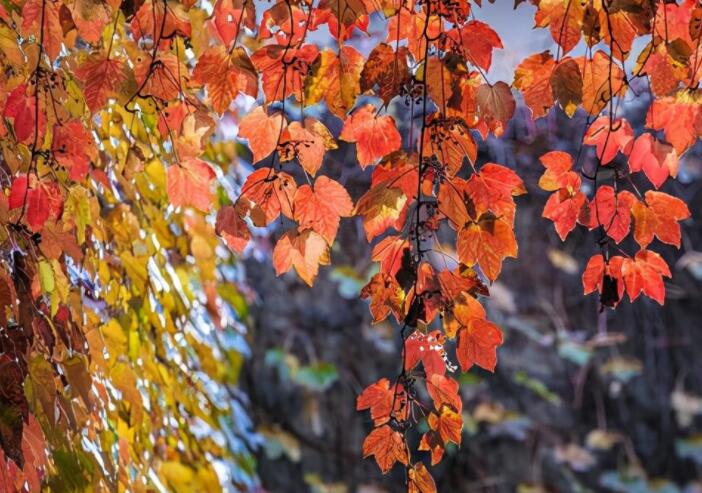 秋天写一句话简短