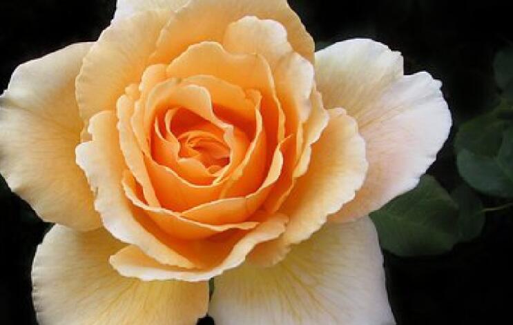 关于生命的优美句子文案