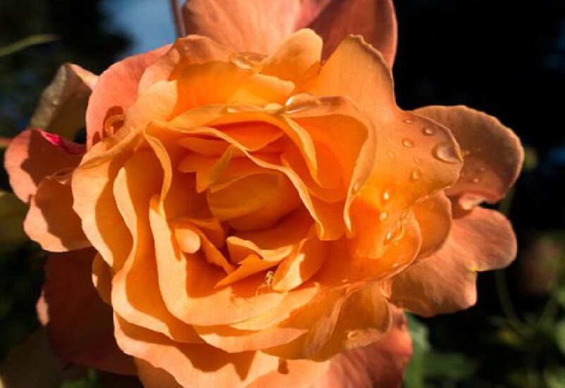 最感悟人心的句子文案