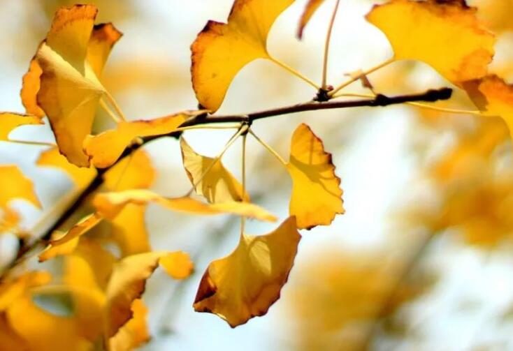 秋天的好句子文案简短