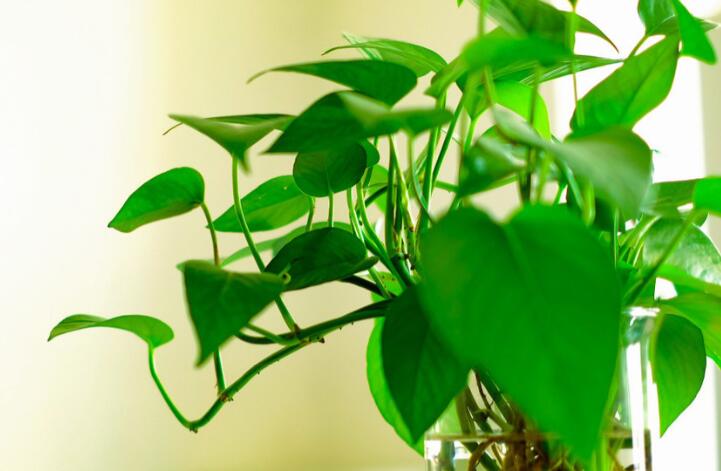 关于别人不理解你的句子文案