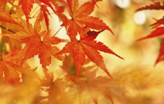 描写十月的优美句子文案