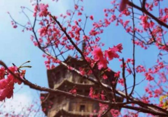 植树节朋友圈说说文案