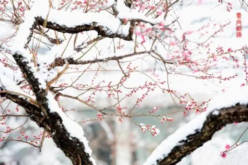 含有梅花的励志名言