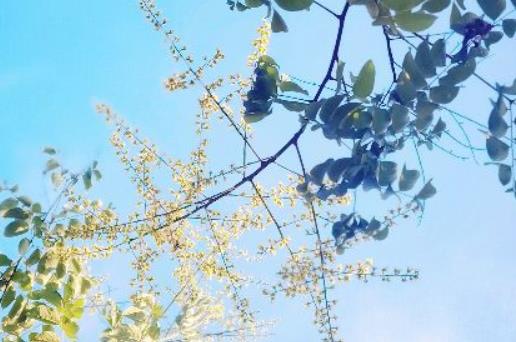 清明节追思寄语