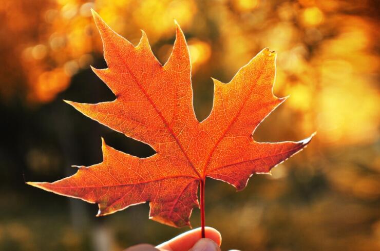 关于枫叶的唯美句子文案