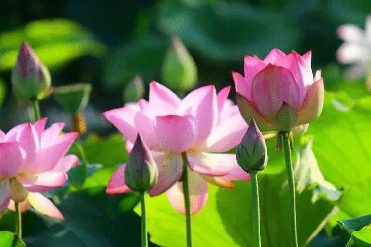 修身养性养花人的句子文案