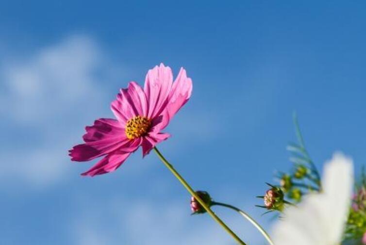 女人有梦想的励志短句