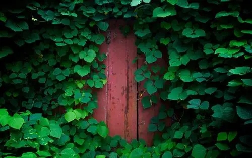 顺其自然的说说文案