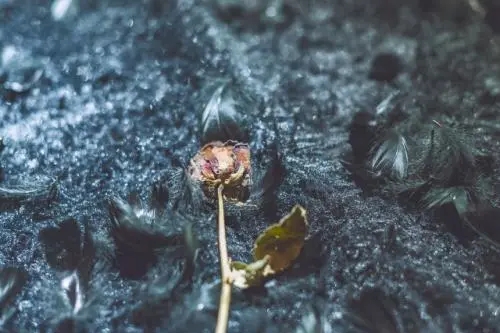 亲人过世心情短语