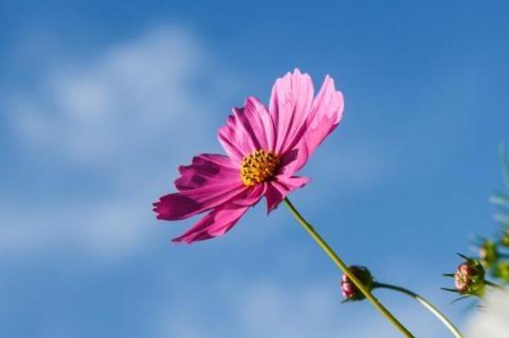 先苦后甜的朋友圈说说文案