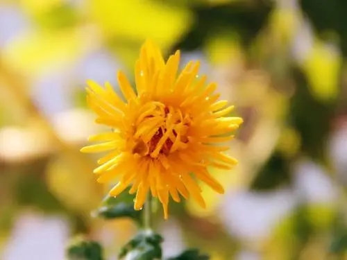 每日一句情感心语