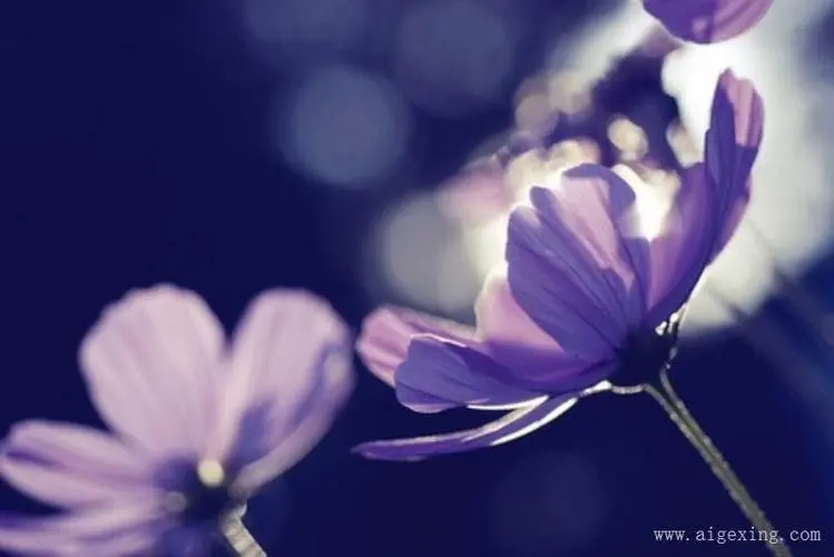 爱情受伤后坚强的句子文案