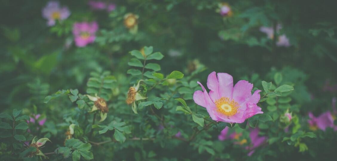 好词好句文案好段摘抄短句