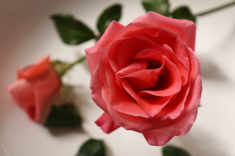 早晨思念情人问候语