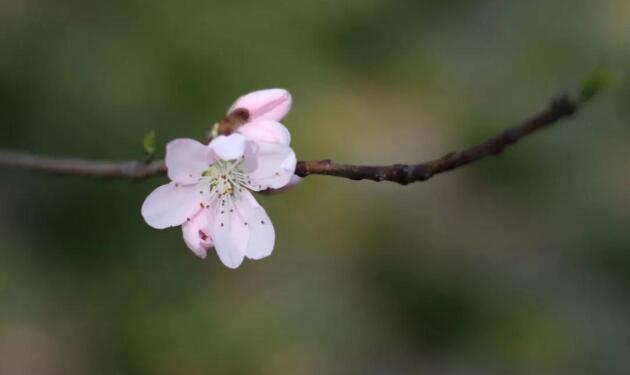 愿你像春天的祝福语