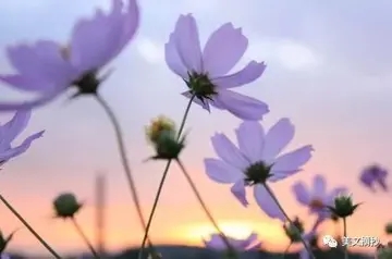 带有经典的句子文案