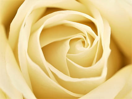 精彩绽放写一句话一年级