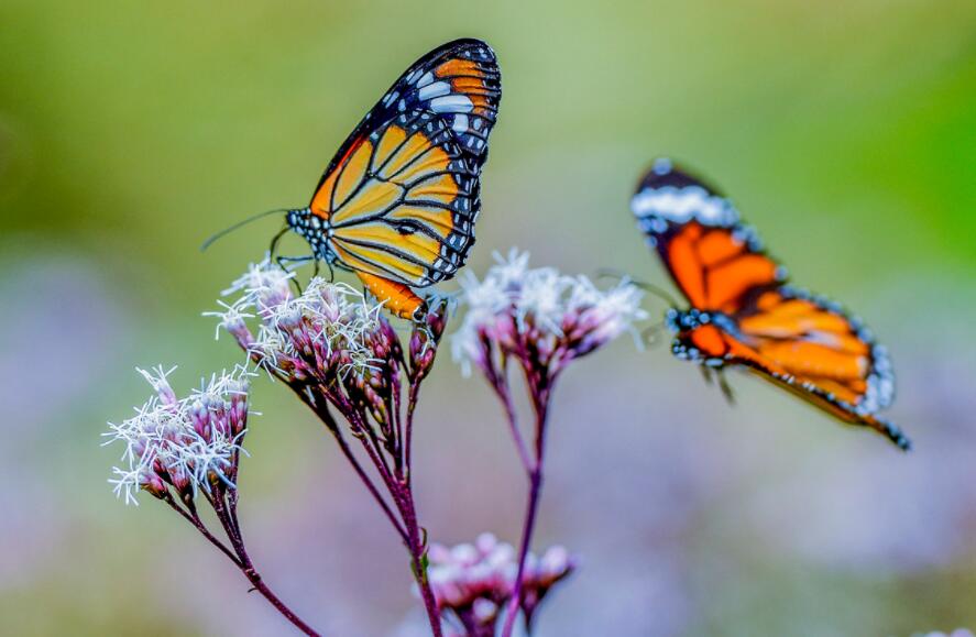 描写霜降的唯美句子文案
