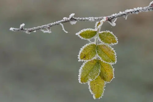 霜组词造句子文案