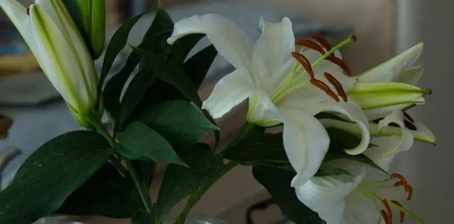 百合花香气四溢的句子文案