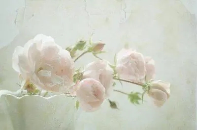 一抹小清新对应的句子文案