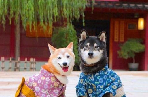 表达爱意的优美句子文案