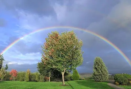 像大树一样成长的励志说说文案