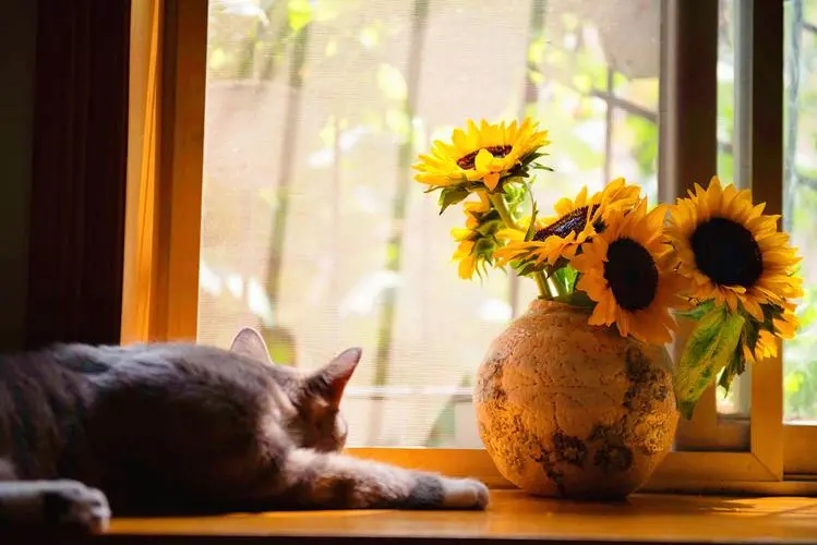 慵懒的午后美句子文案