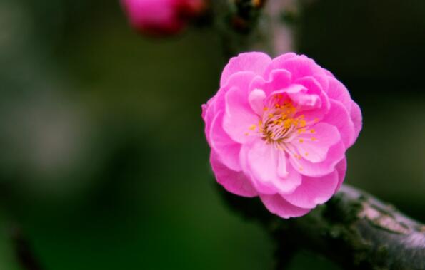 描写梅花的诗句文案