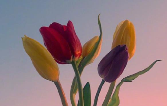 发朋友圈早安语分享