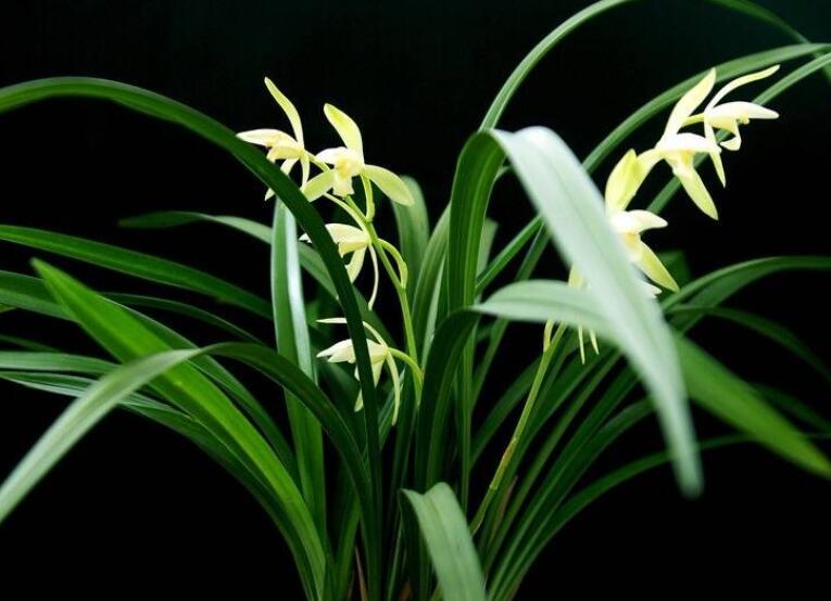 描写兰花的诗句文案