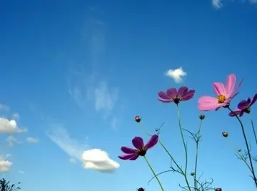 干净唯美个性签名短句