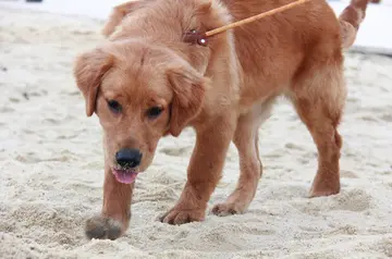 你是狗狗的全世界语录文案