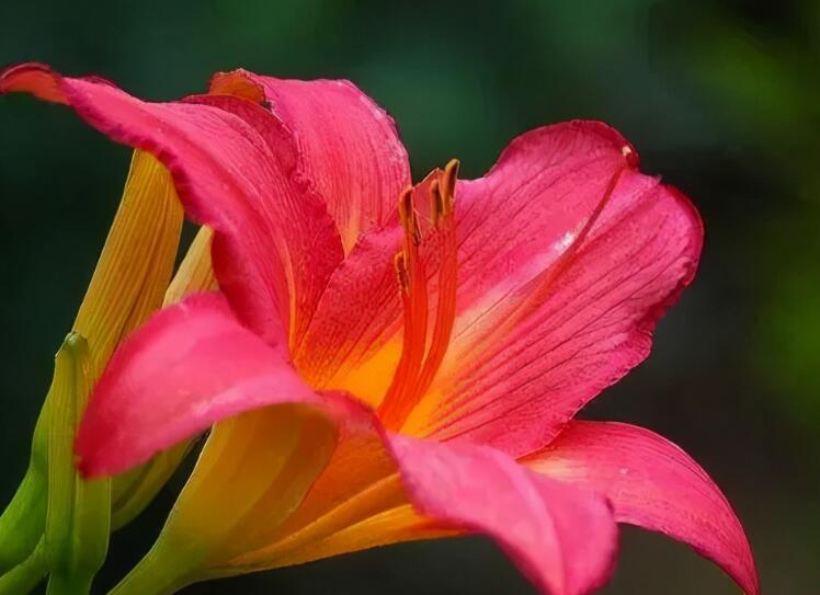 女儿思念亡母的句子文案