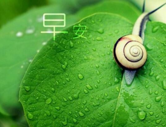 美好的早安语录文案