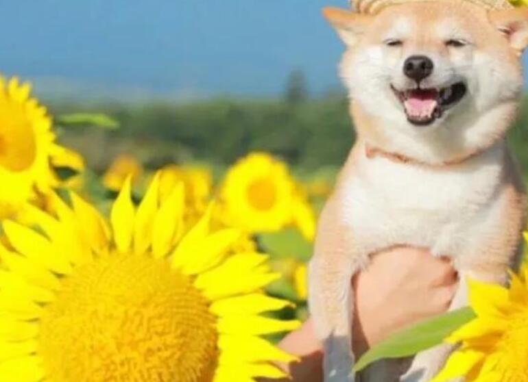 微笑的力量短句